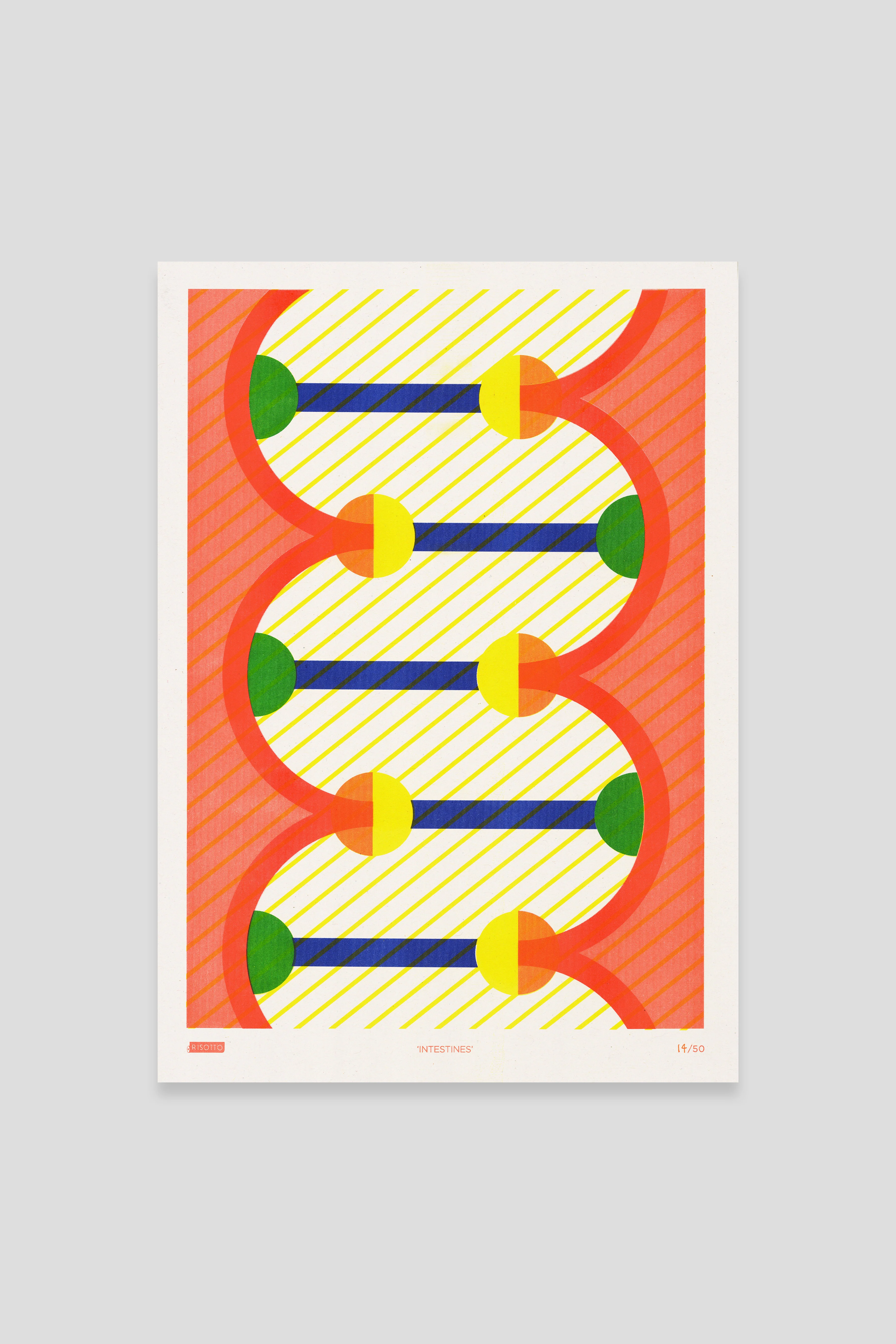 Intestines - Biology Collection: Editioned A3 Print