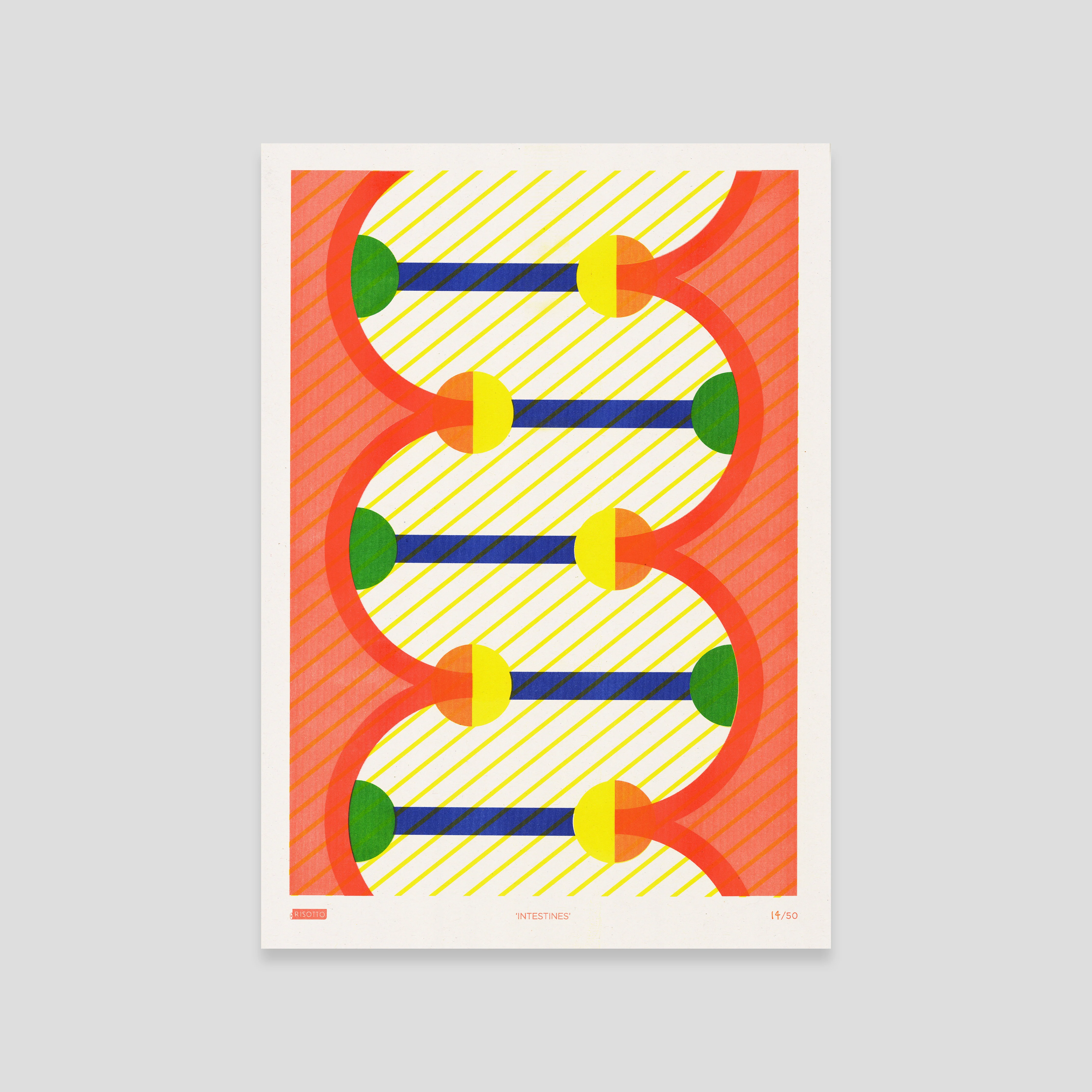 Intestines - Biology Collection: Editioned A3 Print - Image 3